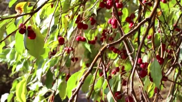 Ranetki rojo sobre un árbol en otoño — Vídeo de stock