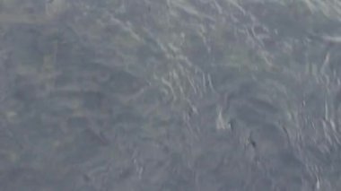 Lake Teletskoye Altay Dağları'nda su akışını
