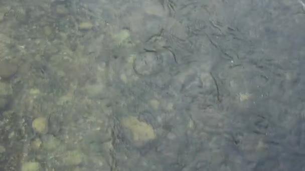 l'écoulement de l'eau dans le lac Teletskoye dans les montagnes de l'Altaï 