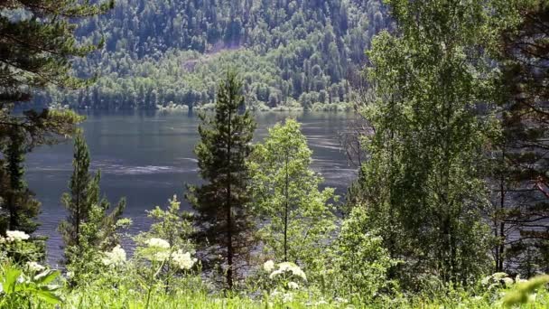 Widok na jezioro Teleckie w Republice Ałtaju — Wideo stockowe