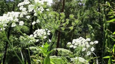 Çiçekli bitkiler etrafında beyaz kelebekler sinek