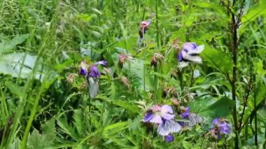 Çiçekli bitkiler etrafında beyaz kelebekler sinek