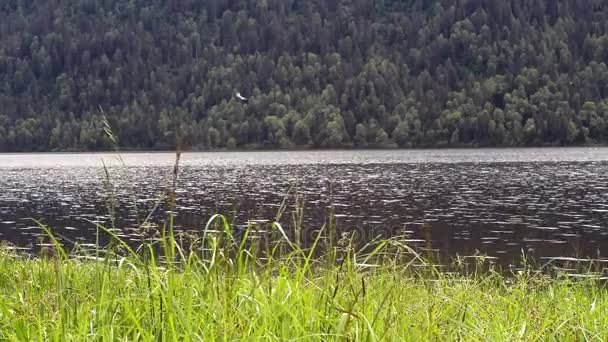 Вид на озеро Teletskoye в Республіці Алтай — стокове відео