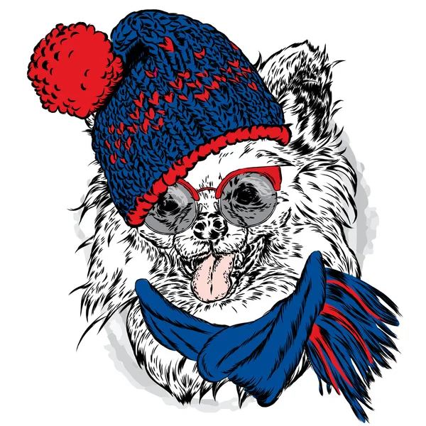 Eğlenceli koala şapka ve atkı. Vektör çizim kartpostal veya poster