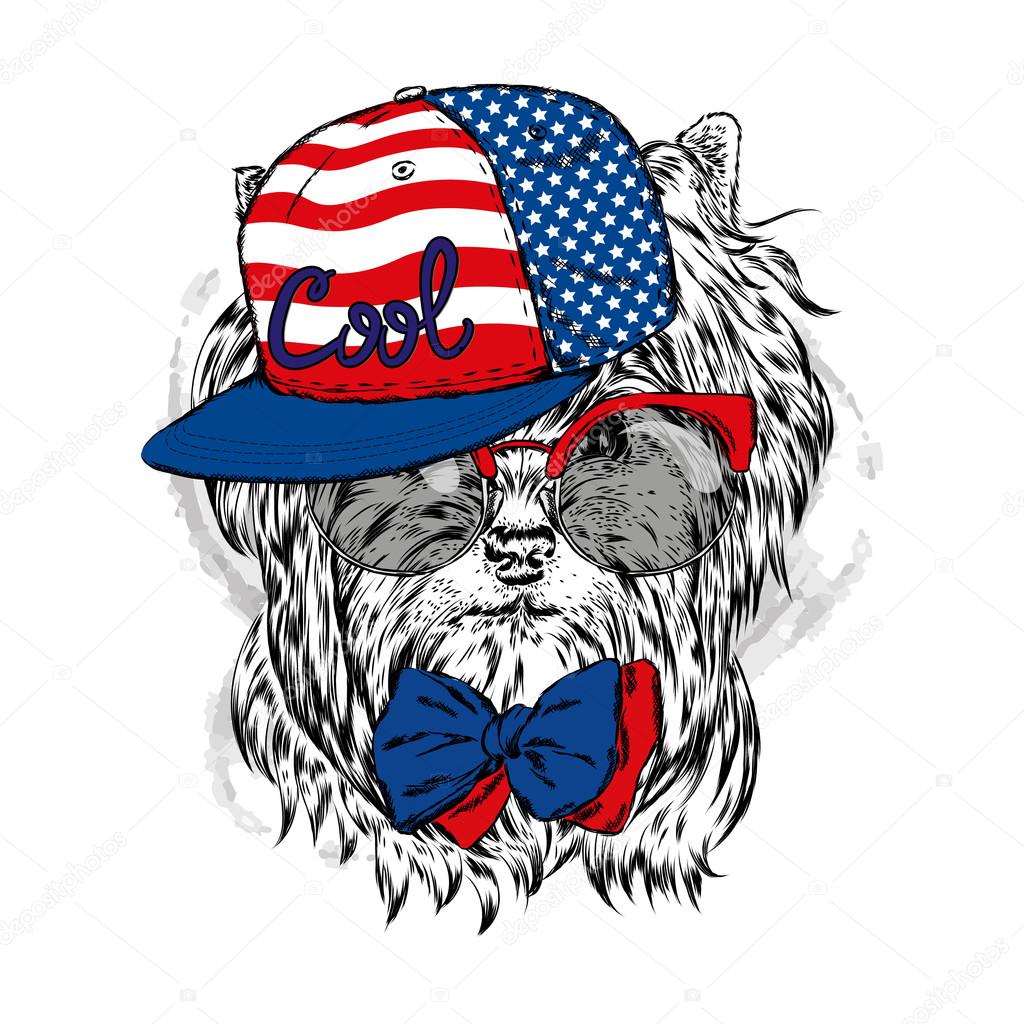 Mignon Petit Chien Portant Une Casquette Et Des Lunettes De