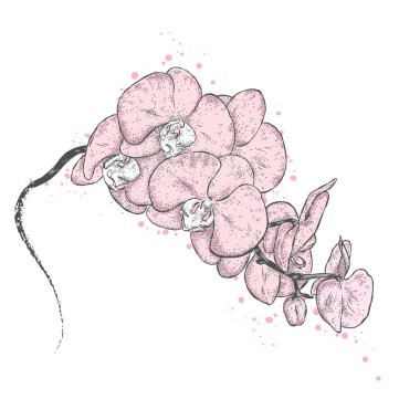 Güzel orkide. Bir kartı veya poster için vektör çizim. Kıyafetlere yazdırın. Egzotik çiçek.