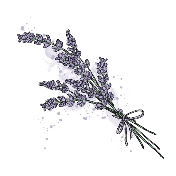 Lavendelstrauß. Vektorillustration. — Stockvektor