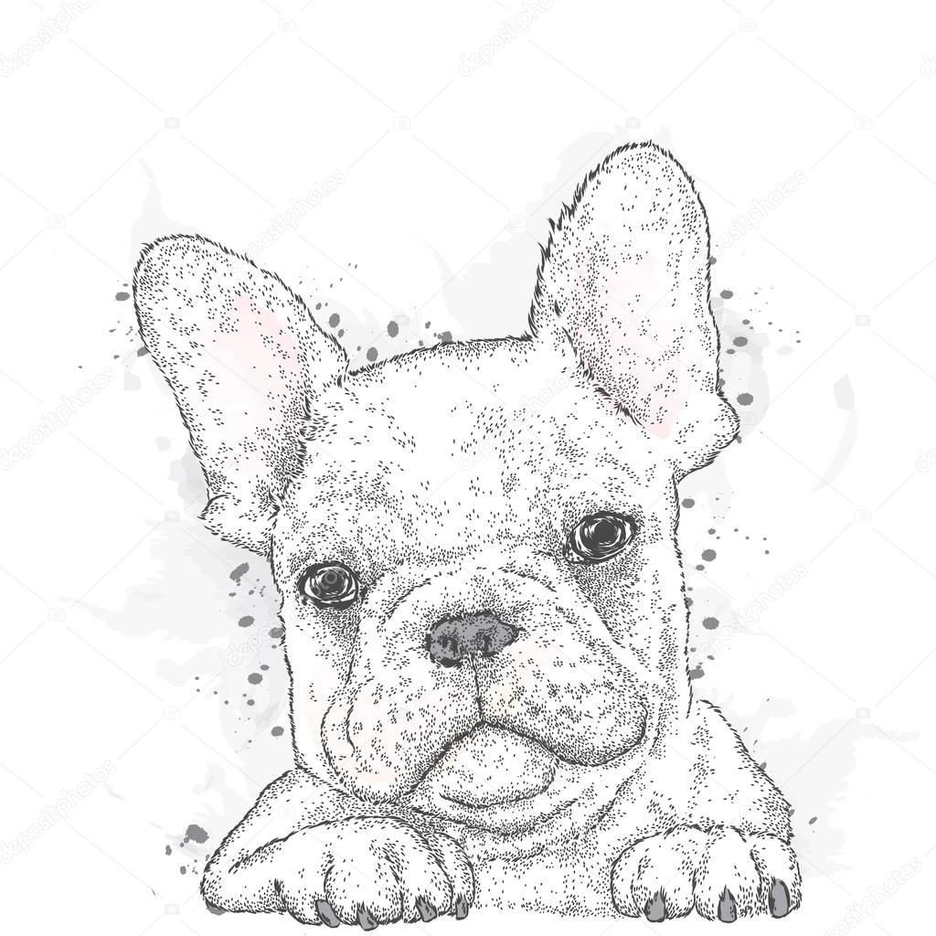 French Bulldog. Vector illustration for a card or poster. Print on clothes. Cute puppy. Pedigree dog.