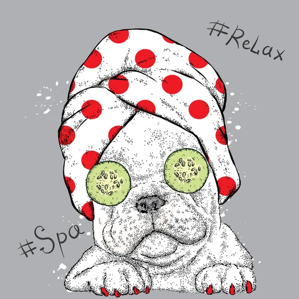 Mignon Bulldog dans une serviette avec des concombres sur les yeux. Soin spa. Illustration vectorielle . — Image vectorielle