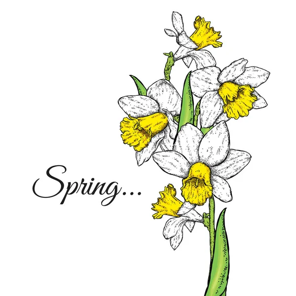 Schöne Narzissen. Vektorillustration. Strauß Frühlingsblumen. — Stockvektor