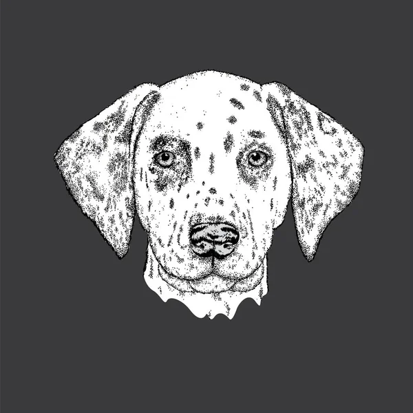 美丽的斑点狗手绘。矢量图的一张卡片或海报、 在衣服上打印。可爱的小狗。纯种的小狗. — 图库矢量图片