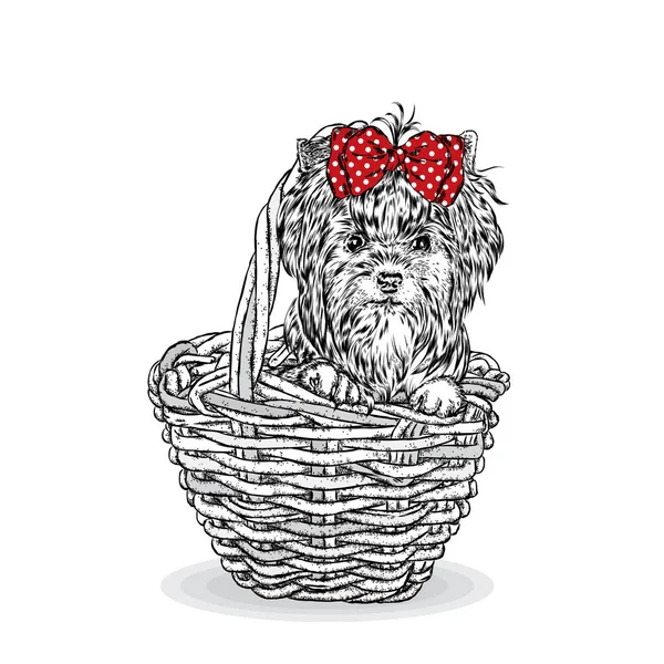 Słodkie szczeniak w wiklinowym koszu. Yorkshire Terrier. Piękny pies. Ilustracja wektorowa karty lub plakat. — Wektor stockowy