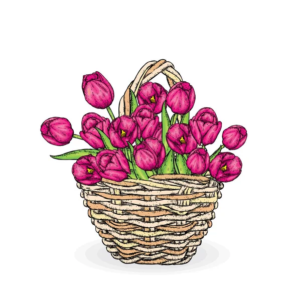 Un bellissimo bouquet di tulipani in un cesto di vimini. Illustrazione vettoriale. Vacanze primaverili. Cartolina dall '8 marzo o Pasqua . — Vettoriale Stock