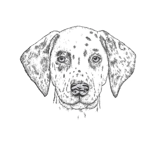 美丽的斑点狗手绘。矢量图的一张卡片或海报、 在衣服上打印。可爱的小狗。纯种的小狗. — 图库矢量图片