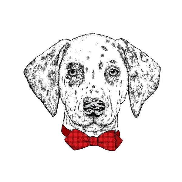 美丽的斑点狗手绘。矢量图的一张卡片或海报、 在衣服上打印。可爱的小狗在领带。纯种的小狗. — 图库矢量图片