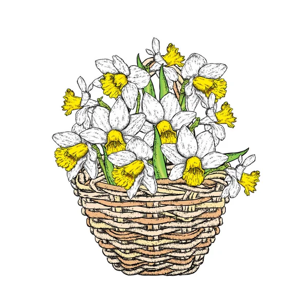 Όμορφη daffodils σε ψάθινο καλάθι. Εικονογράφηση διάνυσμα. Νάρκισσος. Ανθοδέσμη από ανοιξιάτικα λουλούδια. — Διανυσματικό Αρχείο
