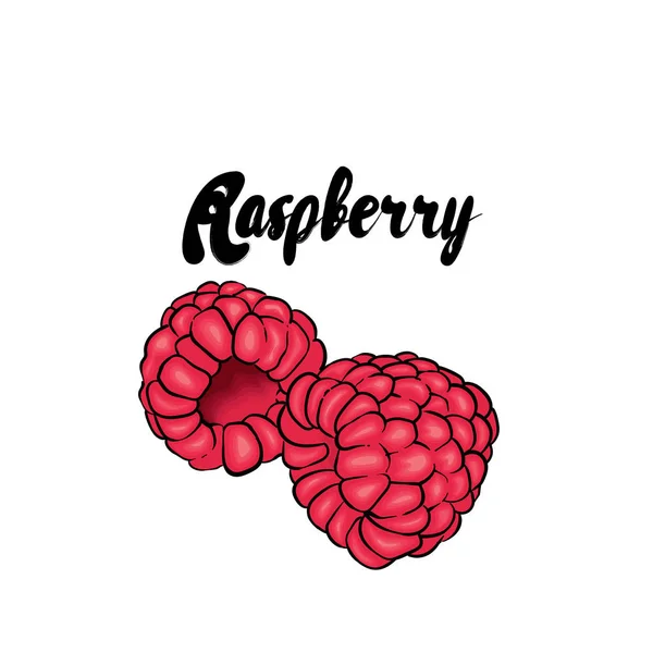 Belle framboise. Illustration vectorielle. Fruits tropicaux . — Image vectorielle