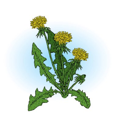 Güzel dandelions. Vektör çizim. Bitkiler ve çiçekler.