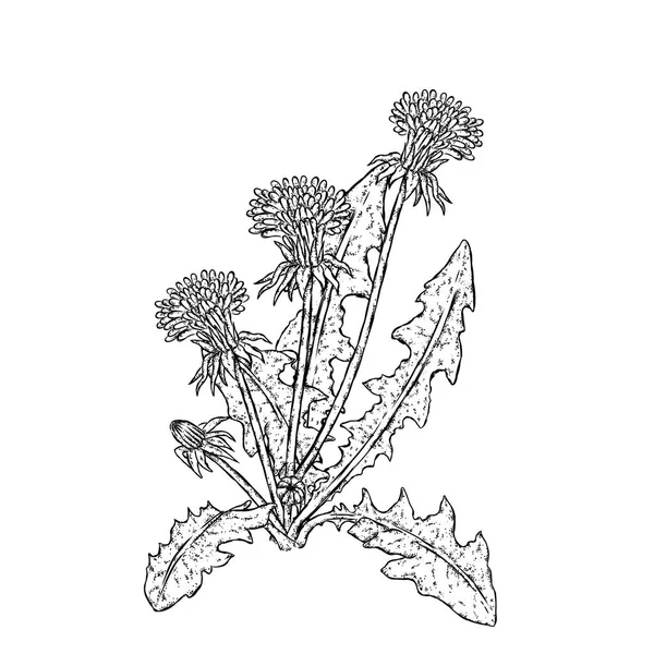 Mooie paardebloemen. Vectorillustratie. Planten en bloemen. — Stockvector