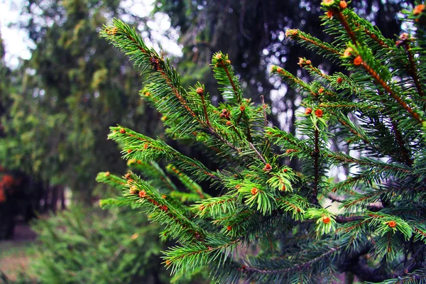 Vackra Gran grenar i skogen. Naturen och träd. Barrträd. — Stockfoto