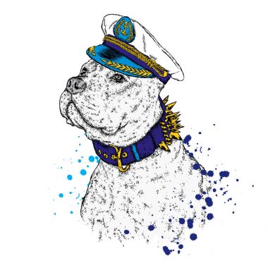 Güzel bir pit bull Kaptan'ın cap ve yaka. Vektör çizim bir kartpostal veya poster, giysiler, bir kapak veya bir çanta üzerinde baskı için. Bulldog. Safkan köpek yavrusu. Köpek.