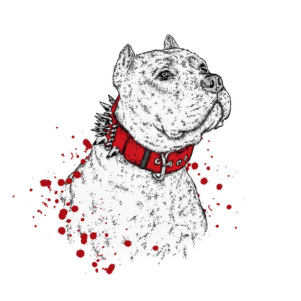 Un beau pit-bull. Illustration vectorielle pour une carte postale ou une affiche, impression sur vêtements, une couverture ou un sac. Bouledogue. Chiot de race pure. Chien . — Image vectorielle