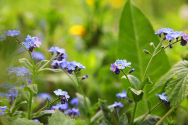 Çimlerin arasında hassas mavi çiçekler. Korun. Bitkiler. Bahar ve yaz.