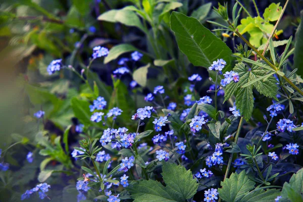 Gevoelige blauwe bloemen onder het gras. Forget-me-nots. Planten. Lente en zomer. — Stockfoto