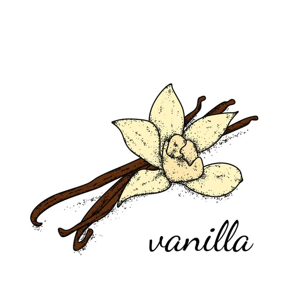 Vanille im Vintage-Stil bemalt. Vektorillustration. Gewürze und Gewürze. — Stockvektor