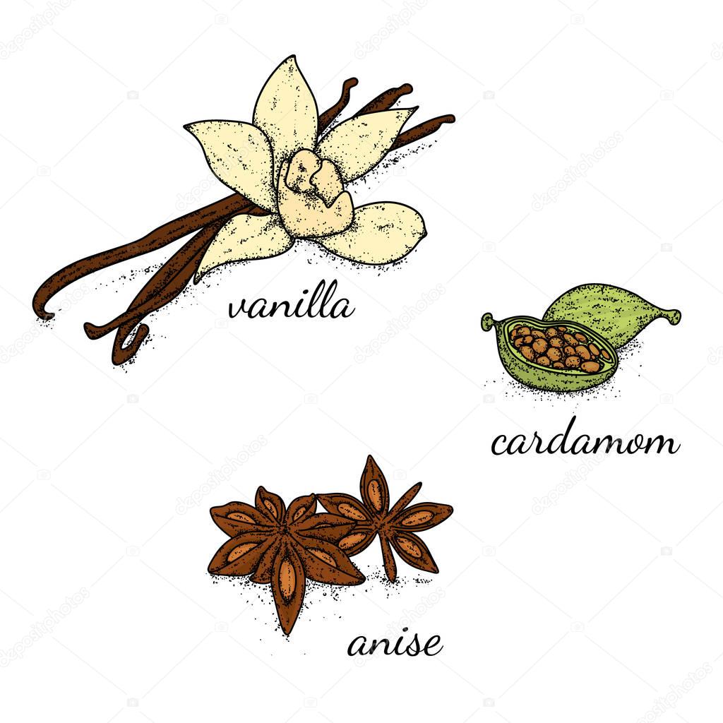 A beautiful selection of spices and seasonings drawn by hand. Vanilla, cardamom and anise. Vector illustration.