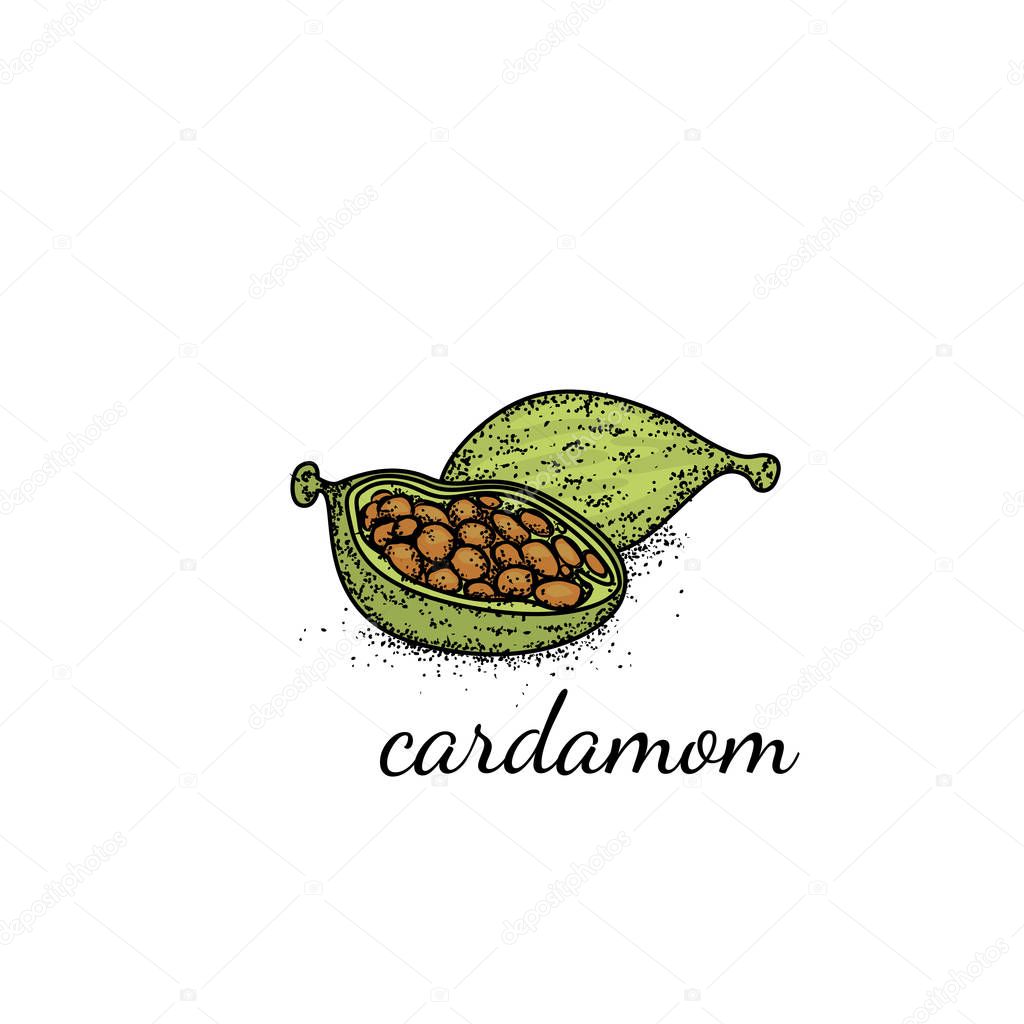 Cardamom painted in a vintage style. Vector illustration. Condiments and spices.