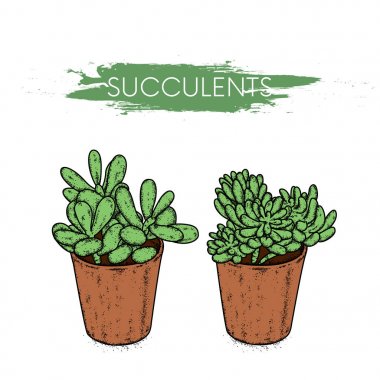 Succulents kil tencere. Kaktüsler vektörde çizilmiş. Gösterim amacıyla kartpostal veya poster, elbiselere yazdırma. Bitkiler ve doğa.