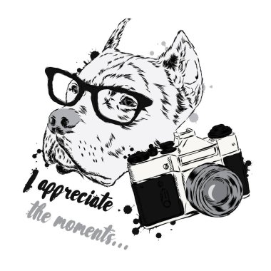 Pit bull ile bir fotoğraf makinesi. Köpek vektör. Hippi. Fotoğrafçı.