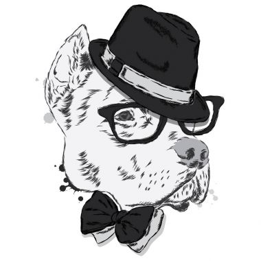 Pit bull bir şapka ve kravat. Köpek vektör. Vektör çizim tebrik kartı, poster ya da giyim üzerine baskı için.