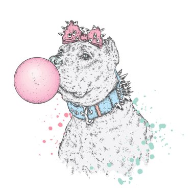 Güzel bir pit bull. Vektör çizim bir kartpostal veya poster, giysiler, bir kapak veya bir çanta üzerinde baskı için. Bulldog. Safkan köpek.