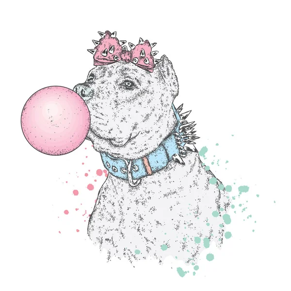 Güzel bir pit bull. Vektör çizim bir kartpostal veya poster, giysiler, bir kapak veya bir çanta üzerinde baskı için. Bulldog. Safkan köpek.