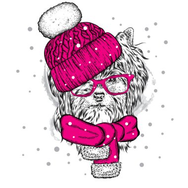 Komik köpek kış şapka ve atkı. Yeni yıl ve Noel. Şirin köpek. Vektör çizim bir kartpostal veya poster, giysiler için yazdırma için. Yorkshire korkunç.