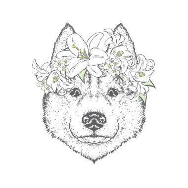 Çiçek çelenk güzel bir köpek. Şirin köpek. Vektör çizim bir kartpostal veya poster, giysiler için yazdırma için. Husky ya da kurt.