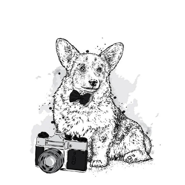 Sevimli bir köpek ve bir fotoğraf makinesi. Vektör çizim bir kartpostal veya poster, giysiler için yazdırma için. Safkan köpek. Galce Corgi.