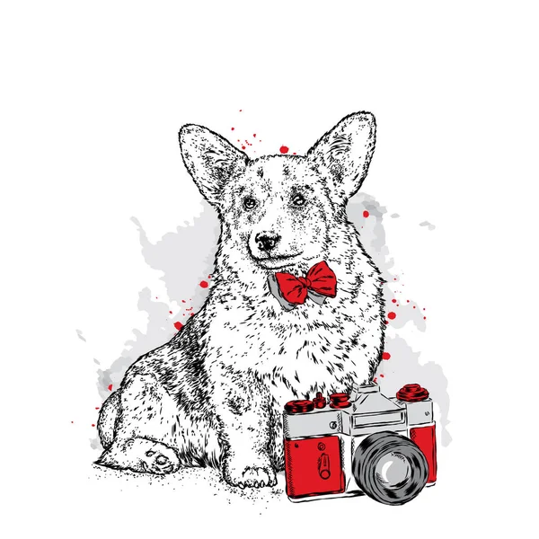 A cute puppy and a camera. Vector illustration for a postcard or a poster, print for clothes. Pedigree dog. Welsh Corgi. — Stock Vector