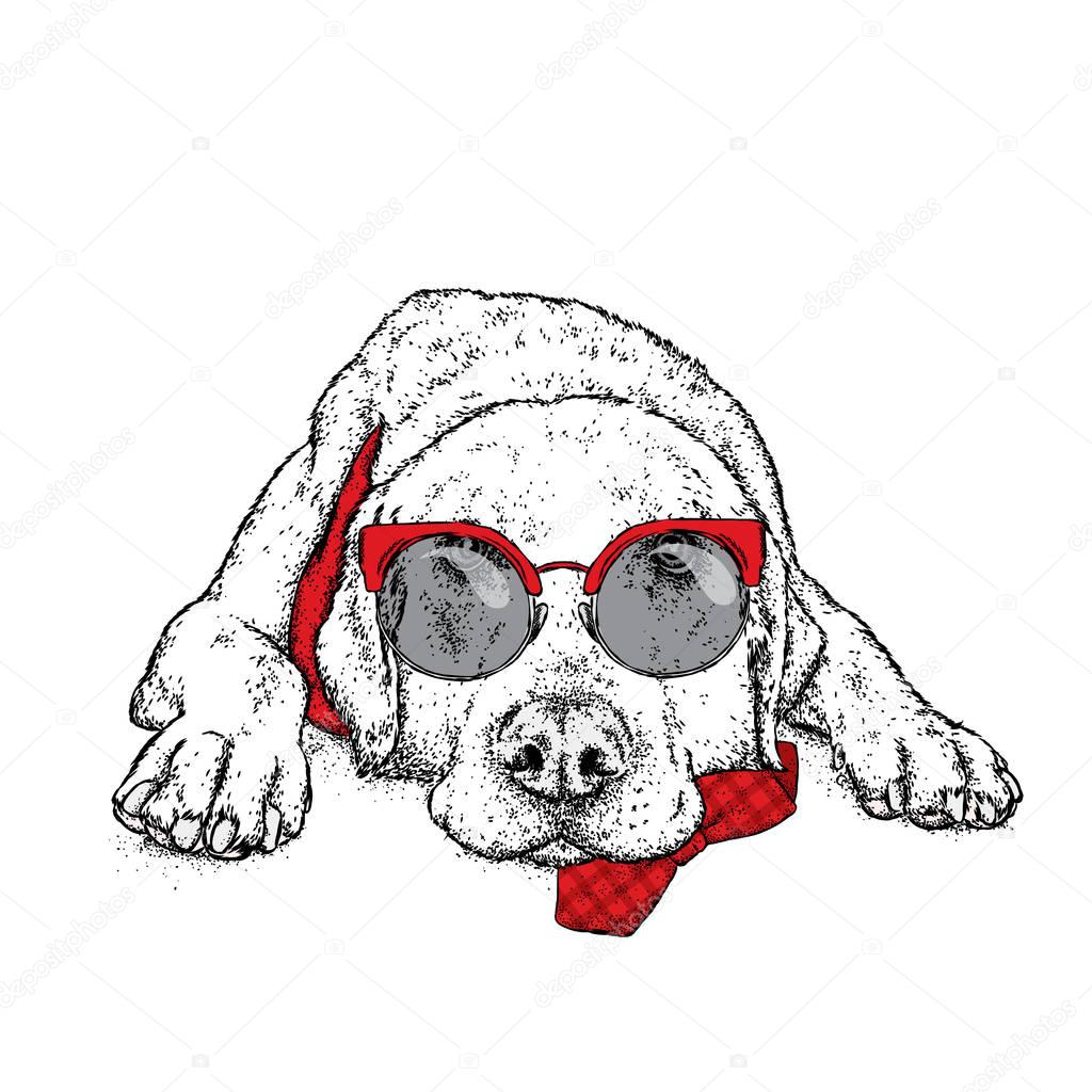 A cute puppy with a glasses. Vector illustration for a postcard or a poster, print for clothes. Pedigree dog. Labrador.