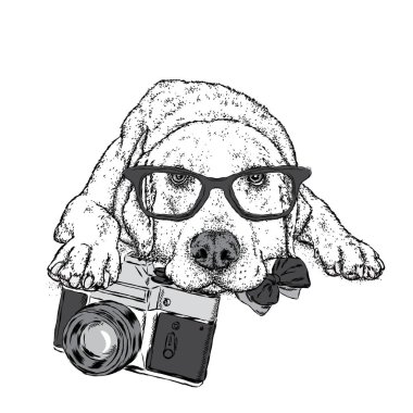 Sevimli köpek ile a vintage fotoğraf makinesi. Safkan köpek. Labrador.