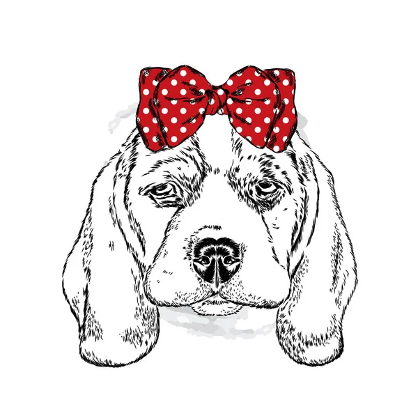 Sevimli köpek bir kap ve bir kamera ile. Vektör çizim kartı veya poster, elbiselere yazdırma için. Safkan köpek. Beagle.