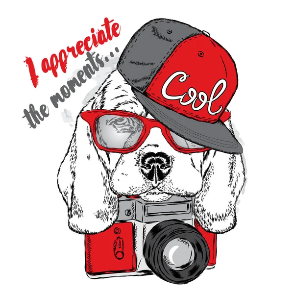 Sevimli köpek bir kap ve bir kamera ile. Vektör çizim kartı veya poster, elbiselere yazdırma için. Safkan köpek. Beagle.