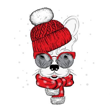 Sevimli köpek bir şapka ve atkı. Safkan köpek yavrusu. Bulldog kış giysileri içinde. Vektör çizim için bir kartpostal veya poster, giysiler için yazdırma.