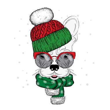 Sevimli köpek bir şapka ve atkı. Safkan köpek yavrusu. Bulldog kış giysileri içinde. Vektör çizim için bir kartpostal veya poster, giysiler için yazdırma.