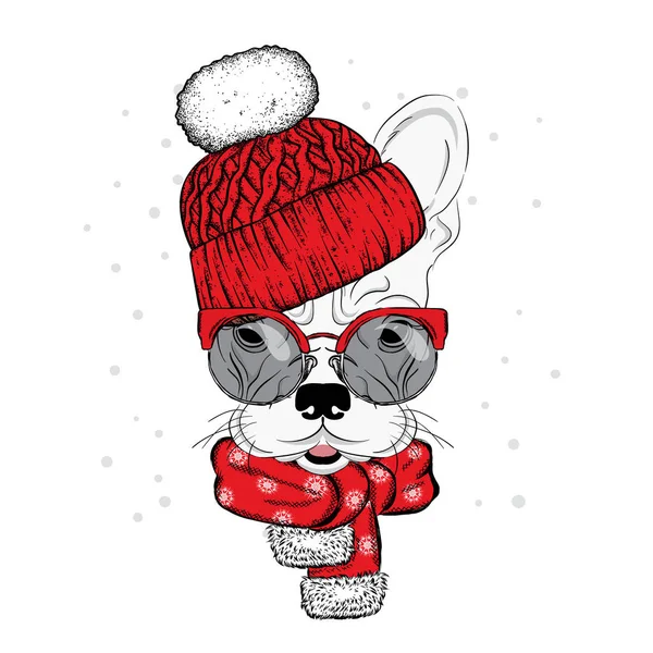 Sevimli köpek bir şapka ve atkı. Safkan köpek yavrusu. Bulldog kış giysileri içinde. Vektör çizim için bir kartpostal veya poster, giysiler için yazdırma.