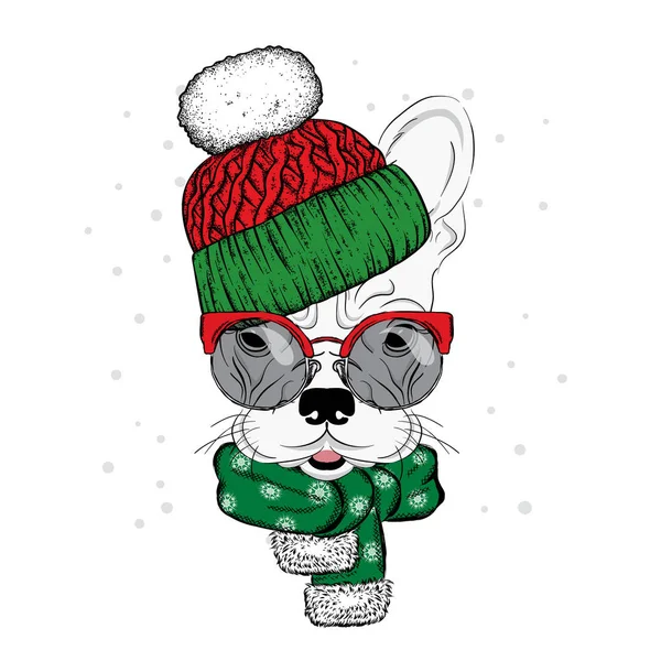 Sevimli köpek bir şapka ve atkı. Safkan köpek yavrusu. Bulldog kış giysileri içinde. Vektör çizim için bir kartpostal veya poster, giysiler için yazdırma.