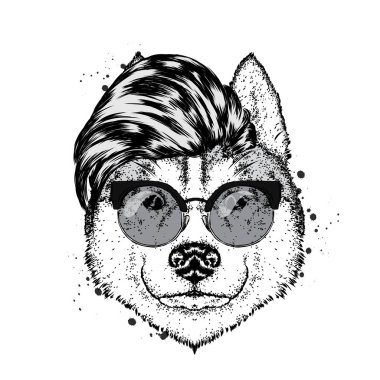 Bir güzel safkan köpek bir şık hipster saç modeli. Vektör çizim bir kartpostal veya poster, giysiler için yazdırma için. Husky giysiler ve aksesuarlar.