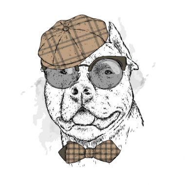 Gözlük ve bir kap soyu bir köpek. Pitbull. Vektör çizim.